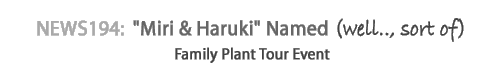 News 194 : Miri & Haruki Named (well.., sort of) / Family Plant Tour Event