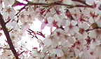 Cherry blossom in Shimonoseki