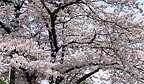 cherry flowers at Shimonoseki