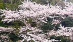 Famous Japanese Cherry Blossoms